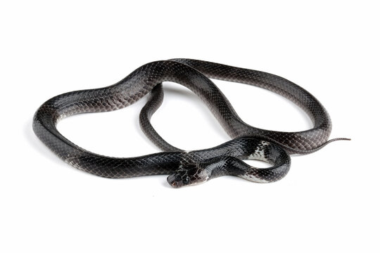 Malayan Banded Wolf Snake or 
White Banded Wolf Snake (Lycodon subcinctus).