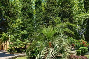 Beautiful palm tree Butia capitata, commonly known as jelly palm in Sochi park.