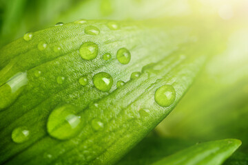 natural background with green leaves in dew drops