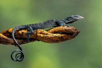 Blue Tree Monitor or Varanus macraei, is a species of monitor lizard found on the island of...