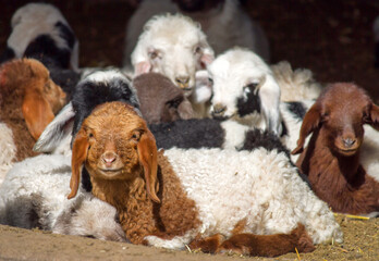 Naklejka premium Lambs