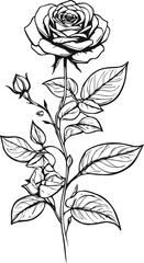 Red rose isolated on a white background.