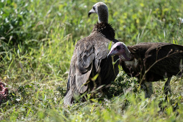 Common vulture in natural conditions in flight hunting on a summer day in Kenya