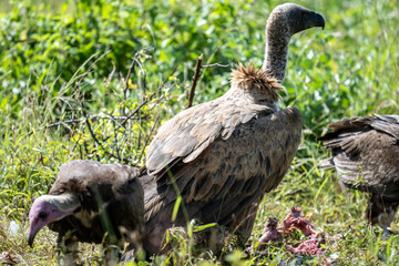 Common vulture in natural conditions in flight hunting on a summer day in Kenya