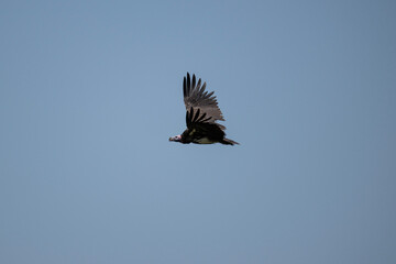 Common vulture in natural conditions in flight hunting on a summer day in Kenya