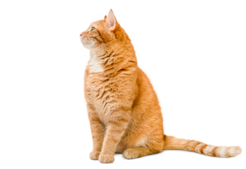 ginger cat sitting and looking away on a white isolated background