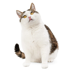 domestic cat looking up sits and licks its whiskers, on a white isolated background