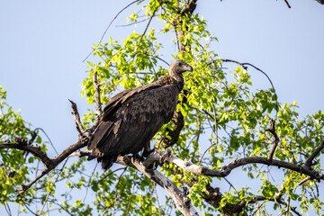 Common vulture in natural conditions in flight hunting on a summer day in Kenya