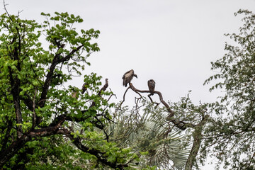 Common vulture in natural conditions in flight hunting on a summer day in Kenya