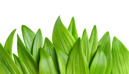 green leaves in a row on a white isolated background