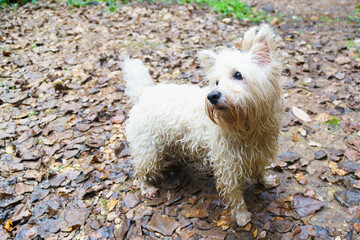 Purebred West Highland White Terrier dog wet on leaf-covered ground in a forest.
