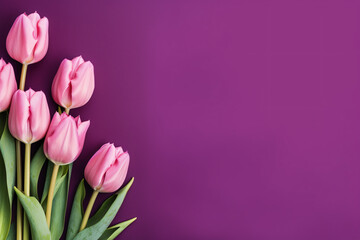 Pink tulip spring flowers on side of purple background with copy space