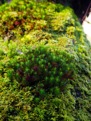 Planta en árbol con musgo 
