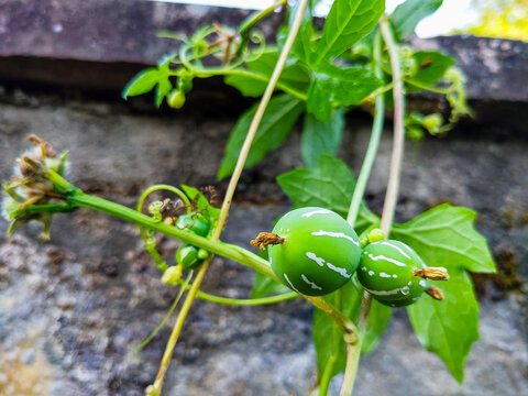 Fruits and leacves of Diplocyclos palmatus, a vine in the family Cucurbitaceae. Commonly known as native bryony or striped cucumber. Uttarakhand India.