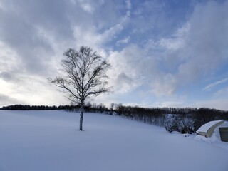 雪の丘の木