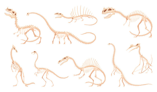 Dinosaur skeleton set. Dino monsters icons. Shape of real animals. Sketch of prehistoric reptiles.  illustration isolated on white. Hand drawn sketches