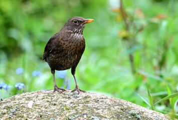 Amsel (Turdus merula)