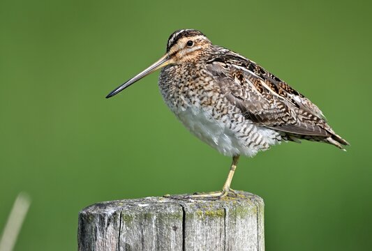 Bekassine (Gallinago gallinago)