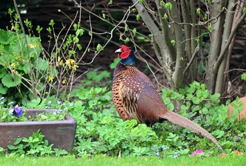 Eichelhäher (Garrulus glandarius)