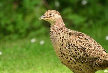 Weiblicher Fasan (Phasianus colchicus) oder Jafdfasan