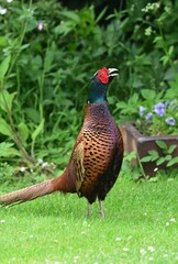 Männlicher Fasan (Phasianus colchicus) oder Jagdfasan