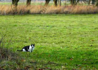 Dzika biało-czarna kocica ciężarna chodzi po trawie na wsi