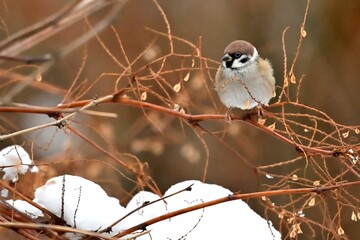 Feldsperling (Passer montanus) im Schnee