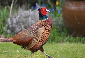 Männlicher Fasan (Phasianus colchicus) oder Jagdfasan