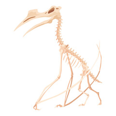 Dinosaur skeleton. Dino monsters icon. Shape of real animal. Sketch of prehistoric reptiles.  illustration isolated on white. Hand drawn sketch © designer_things