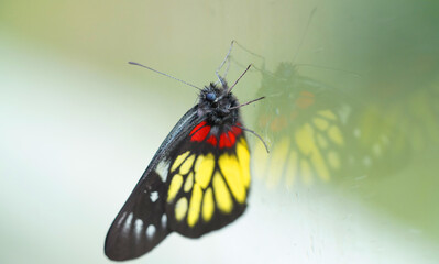 a redbase Jezebel is is a medium-sized butterfly of the family Pieridae, stick on the glass with the reflection - 730976281