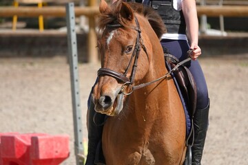 Cheval en entrainement lors d'un cours d'équitation