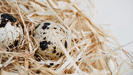 Obraz premium Quail eggs on straw on white wooden table. 