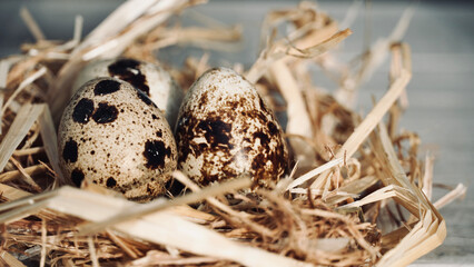 Close up quail eggs on white wooden straw nest table.
