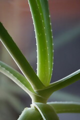 aloe vera plant leaves close up macro