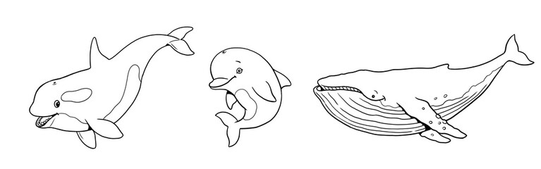Cute orca, whale and dolphin to color in. Template for a coloring book with funny animals. Coloring template for kids.	