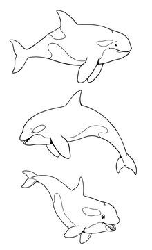 Set with three funny orcas to color in. Template for a coloring book with funny animals. Coloring template for kids.	