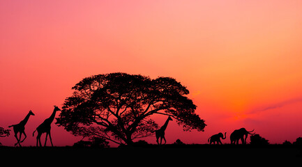 Amazing sunset and sunrise.Panorama silhouette tree on africa.Dark tree on open field dramatic sunrise.Safari theme.Giraffes.