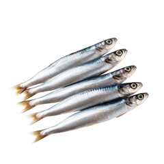 Fresh raw sardines. Isolated on transparent background.