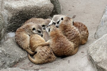 団子になって眠るミーアキャットたち