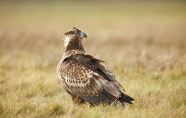 Arend in het veld