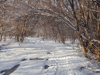 The traveler's careful look at the frozen puddles on both sides of the trodden forest path, over which the forest trees gently bent under the weight of the freshly fallen snow.