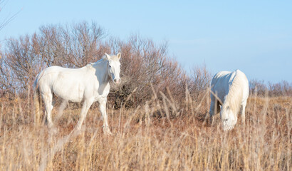 Cheval blanc de Camargue dans le sud de la France. Chevaux élevés en liberté au milieu des taureaux Camarguais dans les étangs de Camargue. Dressés pour être montés par des gardians.	