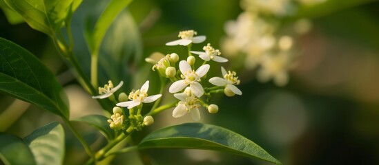 A close-up of a terrestrial plant with white flowers and green leaves, showcasing its delicate petals in full bloom.