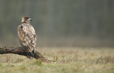 bird of prey