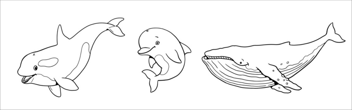 Cute orca, whale and dolphin to color in. Vector template for a coloring book with funny animals. Coloring template for kids.	
