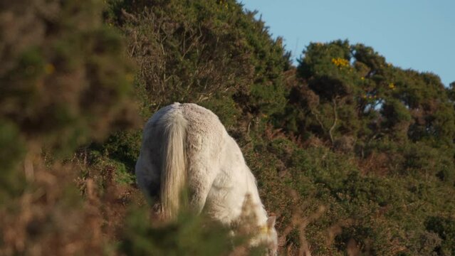 The rear end of a wild pony eating amongst English hill gorse in Shropshire