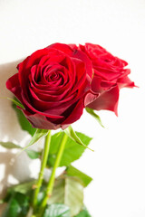 赤いバラ