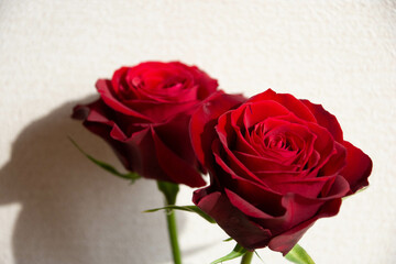 赤い薔薇