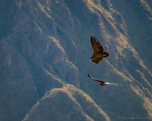 Condor in Colca kanion