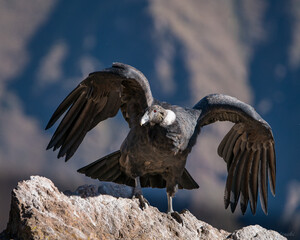Condor in Colca kanion